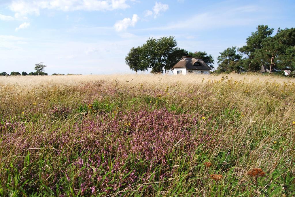 Ferienwohnung Hiddensee In Vitte Zewnętrze zdjęcie